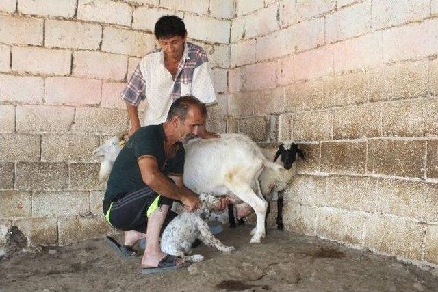 Bu Keçi Hem Köpeğe Hem De Kuzuya Annelik Yapıyor