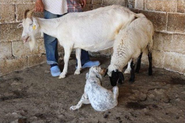 Bu Keçi Hem Köpeğe Hem De Kuzuya Annelik Yapıyor