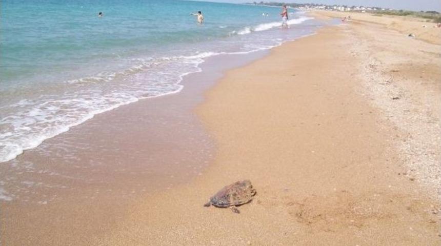 Sahilde Yeşil Deniz Kaplumbağası &Ouml;l&uuml;s&uuml; Bulundu
