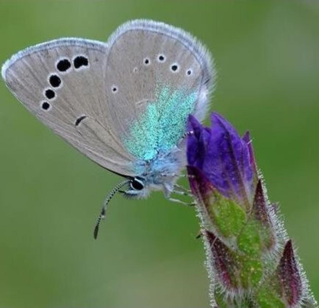 T&uuml;rkiye'deki 400 Kelebek T&uuml;r&uuml;nden 160'ı Saimbeyli'de
