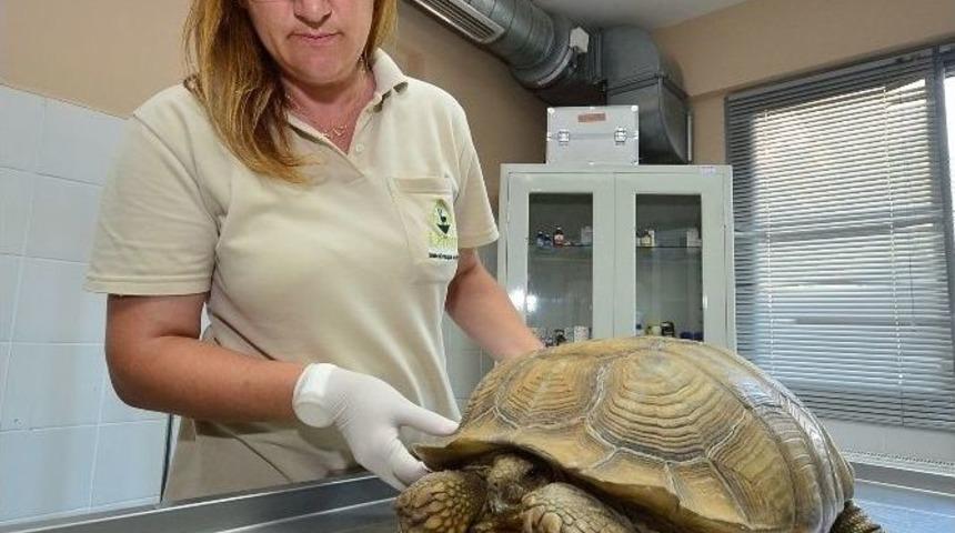 İşkence G&ouml;ren 'masum' Kaplumbağa Emin Ellerde