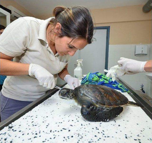 İşkence Gören 'masum' Kaplumbağa Emin Ellerde