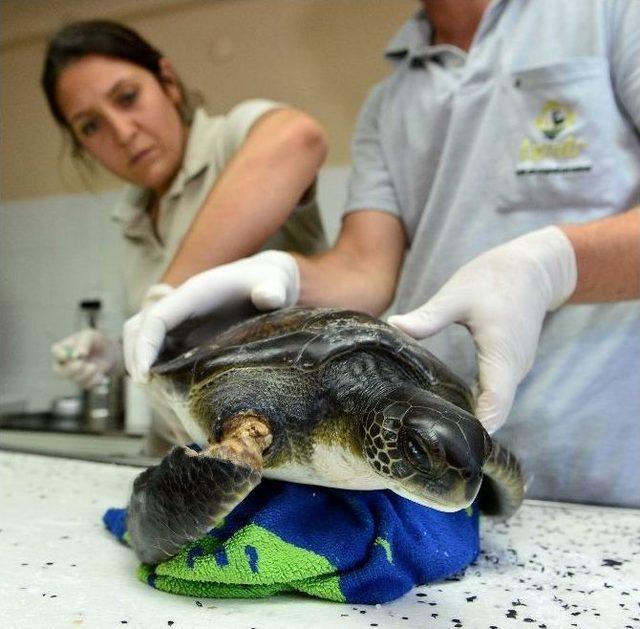 İşkence Gören 'masum' Kaplumbağa Emin Ellerde