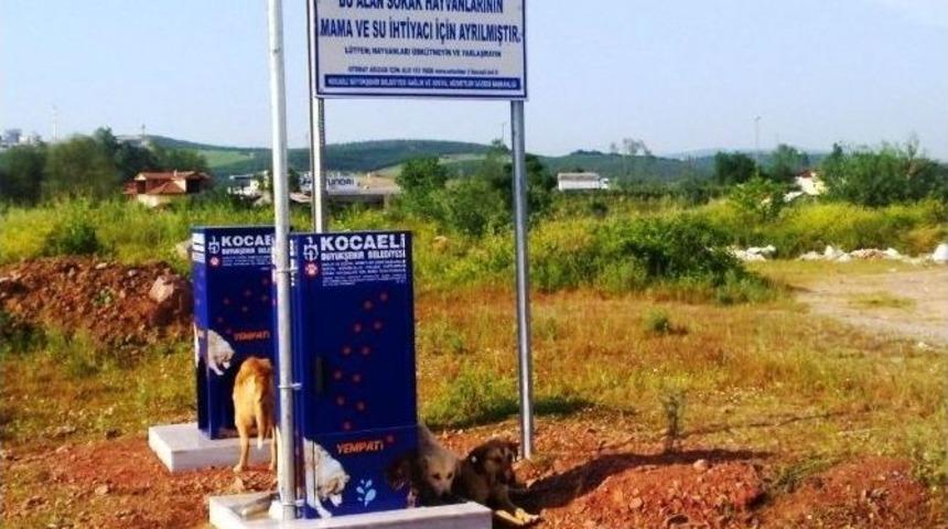 Sokak Hayvanları Yaz Sıcağında A&ccedil; Kalmıyor