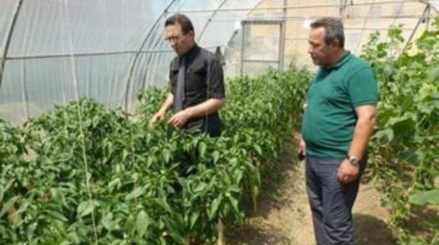 İl Gıda Tarım Ve Hayvancılık M&uuml;d&uuml;r&uuml; Osman Yaman K&uuml;re&rsquo;de İncelemelerde Bulundu