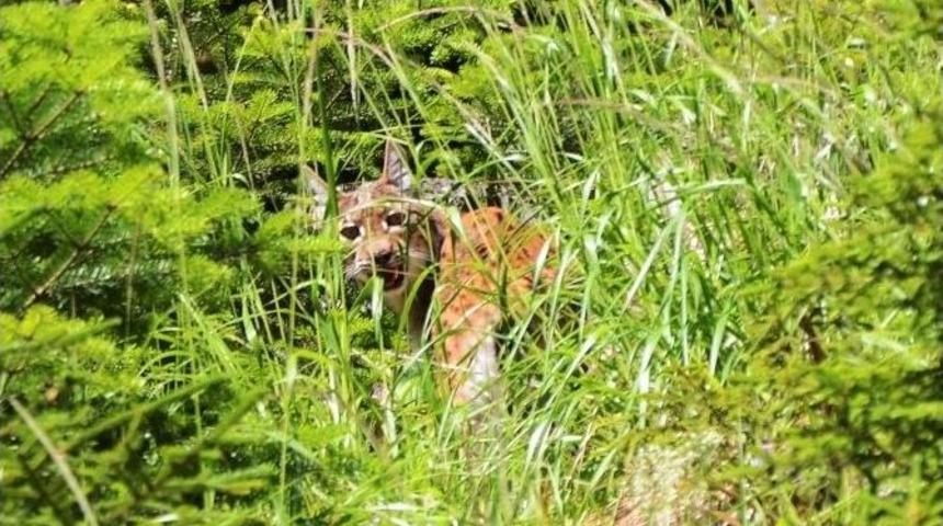 Vaşak Kendini Uzung&ouml;l Dağlarında G&ouml;sterdi