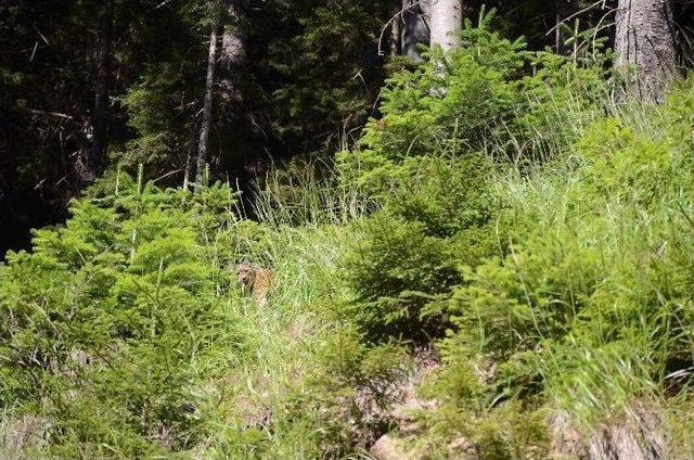 Vaşak Kendini Uzungöl Dağlarında Gösterdi