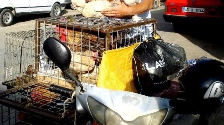 Motorize K&uuml;meste Hayvan Satışı