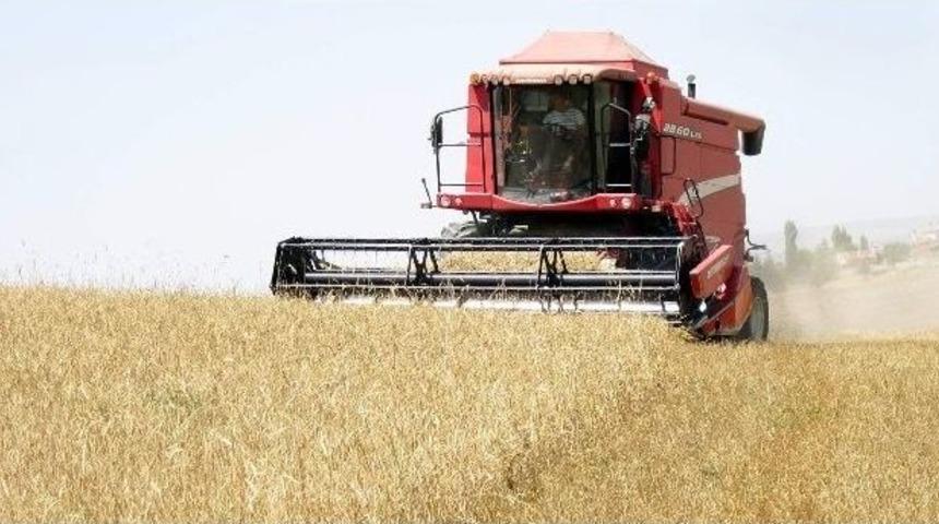 Buğday Ve Arpa Hasadı Devam Ediyor