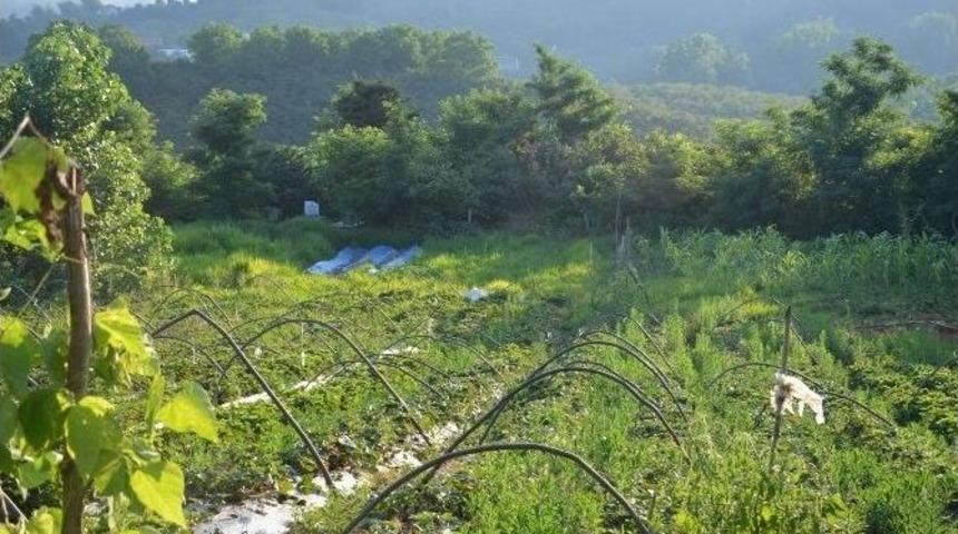 3 D&ouml;n&uuml;ml&uuml;k Fındık Bah&ccedil;esini &Ccedil;ilek Bah&ccedil;esine D&ouml;n&uuml;şt&uuml;rd&uuml;