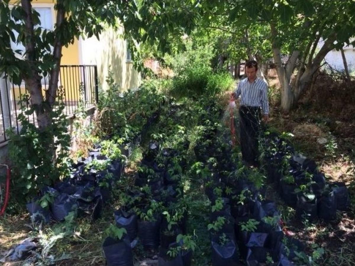 Fethiye Tarımı İ&ccedil;in &Uuml;cretsiz Ceviz Fidanı Dağıtıyor