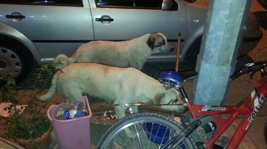Sokak K&ouml;pekleri 2 Kadını Yaraladı