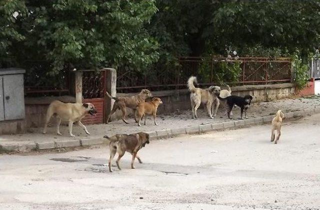 Sokak K&ouml;pekleri 2 Kadını Yaraladı 1
