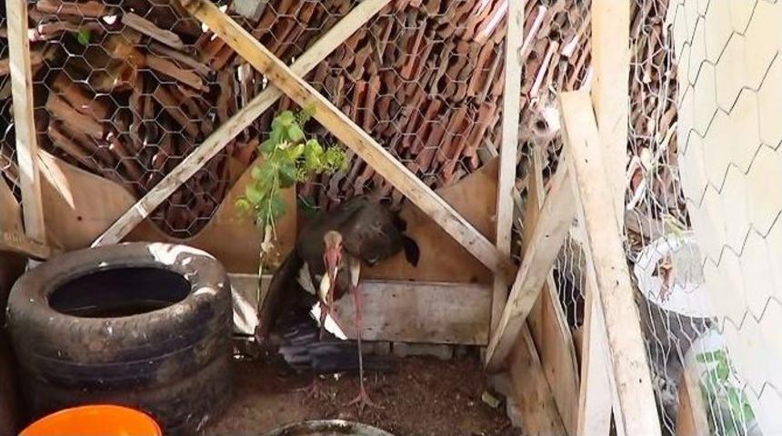 Bulduğu Yaralı Balık&ccedil;ıl Kuşuna K&uuml;meste Baktı