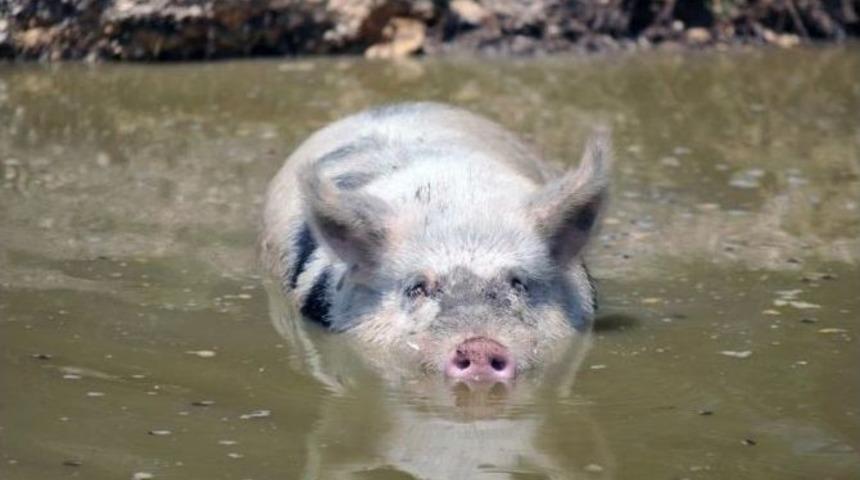 (&ouml;zel Haber) Bursalı Doktorlar, Metal Kalp Kapak&ccedil;ıklarını İnsan V&uuml;cuduna Uyumlu Hale Getirmeye &Ccedil;alışıyor