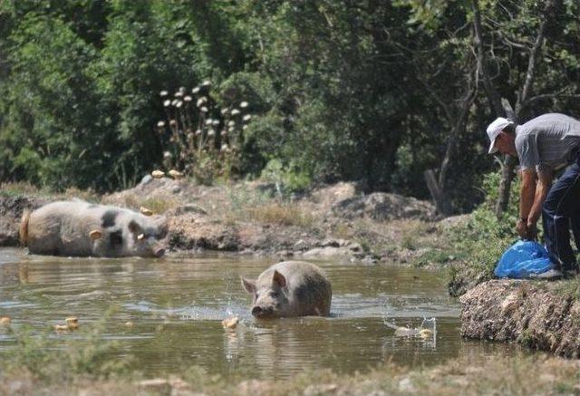 (&ouml;zel Haber) Bursalı Doktorlar, Metal Kalp Kapak&ccedil;ıklarını İnsan V&uuml;cuduna Uyumlu Hale Getirmeye &Ccedil;alışıyor 2