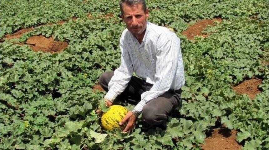 Meşhur Araban Kavununun 2014 Yılı Hasadına Başlandı