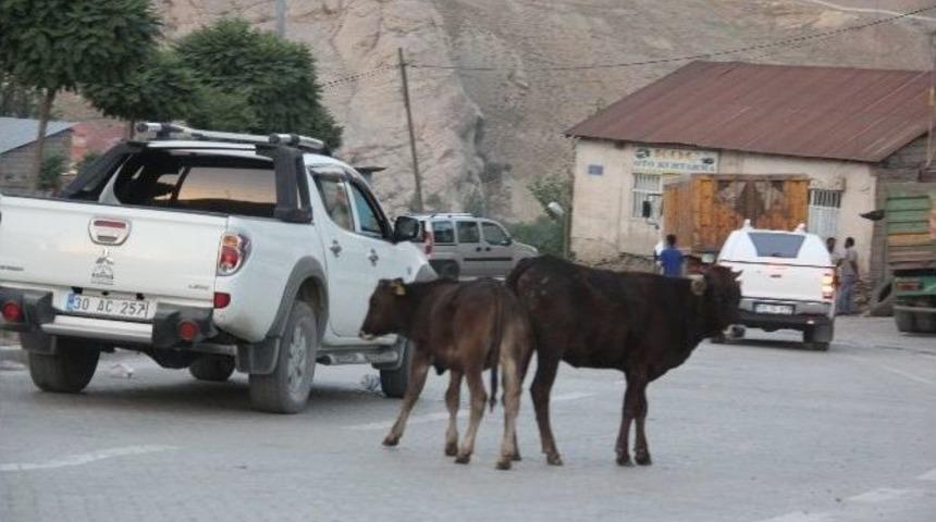 Hakkari&rsquo;de Başıboş Hayvan Sorunu