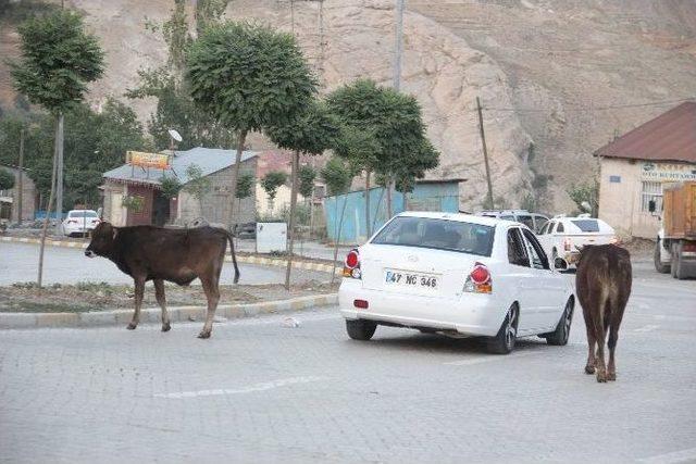 Hakkari’de Başıboş Hayvan Sorunu