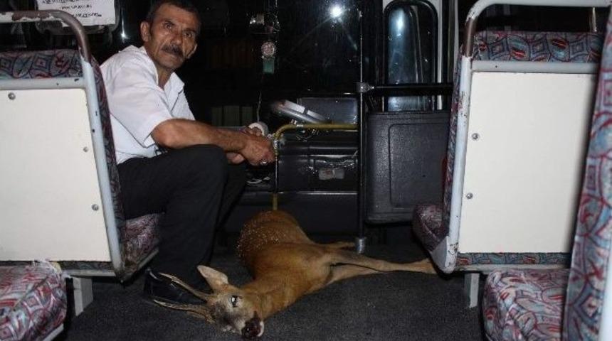 (&ouml;zel Haber) Yaralı Karacayı Kurtarmak İstedi Yardım Eden Olmadı