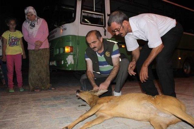 (özel Haber) Yaralı Karacayı Kurtarmak İstedi Yardım Eden Olmadı