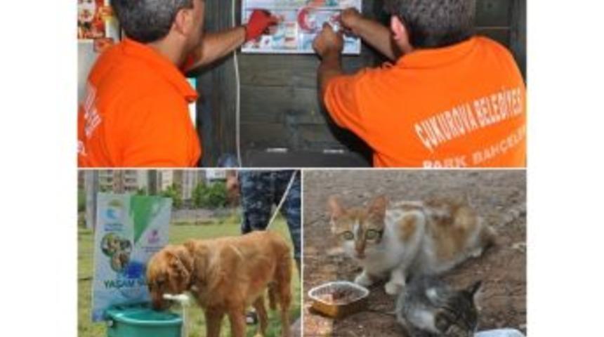 Sokak Hayvanlarına Su Ve Ciğer Servisi