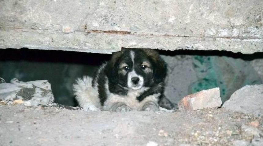 Sıcaklar Sokak K&ouml;peklerini De Etkiledi