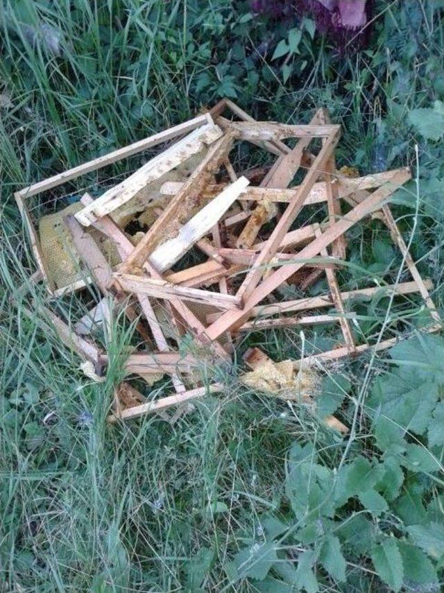 K&ouml;ye İnen Ayı Arı Kovanlarını Par&ccedil;aladı 1