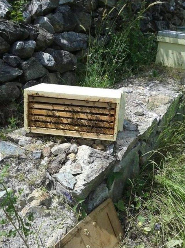 K&ouml;ye İnen Ayı Arı Kovanlarını Par&ccedil;aladı 2