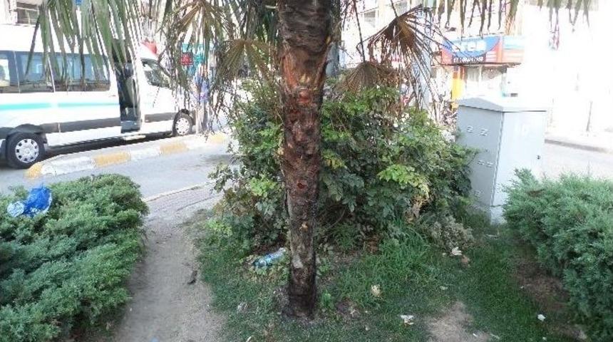 Yanan Ağa&ccedil; İtfaiye Ekiplerini Alarma Ge&ccedil;irdi