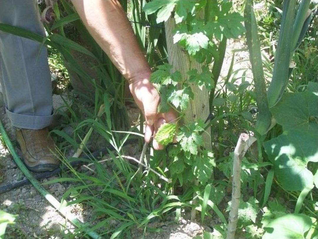 Evinin &Ouml;n&uuml;nde Onlarca &Ccedil;eşit Meyve Yetiştiriyor