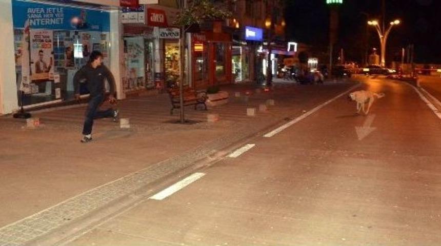 Seydişehir De Başıboş K&ouml;pekler Tehlike Sa&ccedil;ıyor