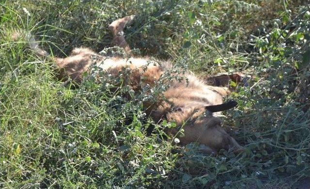 Turgutlu'da Trafik Kazası: 2 Yaralı