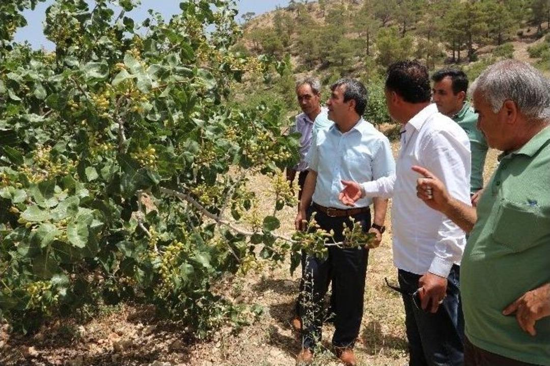 Mut Antep Fıstığında Da S&ouml;z Sahibi Oluyor