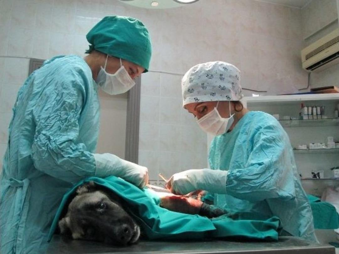 (&ouml;zel Haber) 4 Aylık Sokak K&ouml;peğine 5 Yıldızlı Operasyon