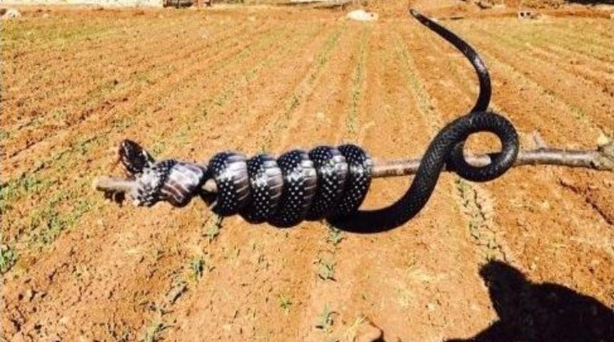 Aşırı Sıcaklar Yılan Nüfusunu Attırdı