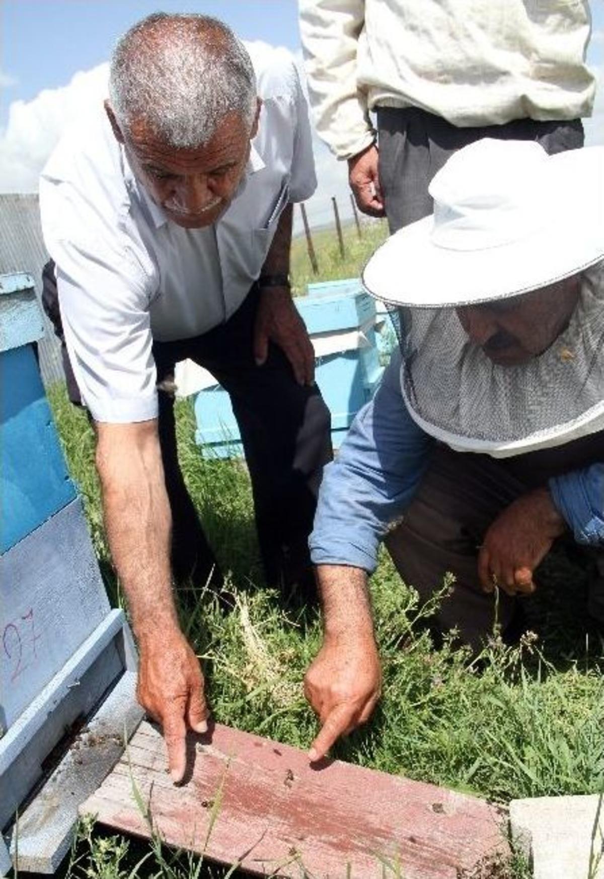 Arı &Ouml;l&uuml;mlerinin Sebebi Kimyasal Silahlar Mı?