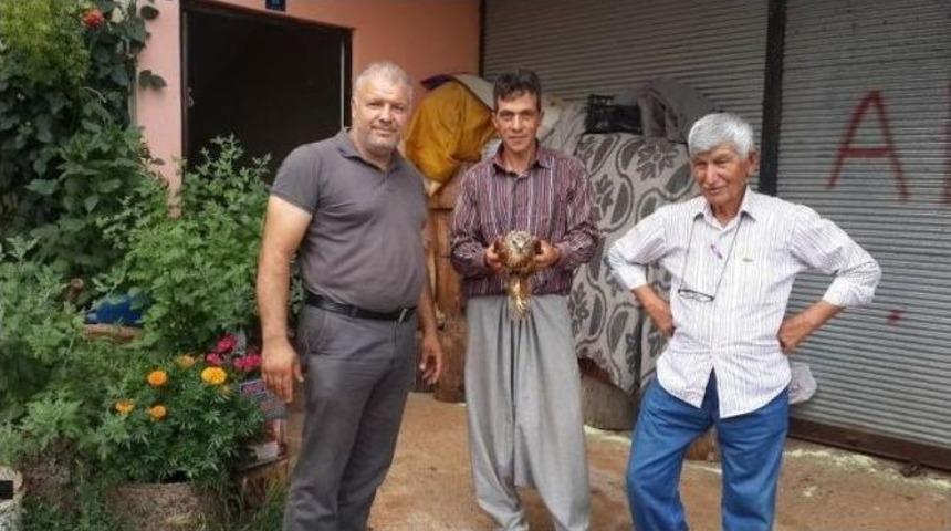 Yaralı Şahin Emin Ellerde