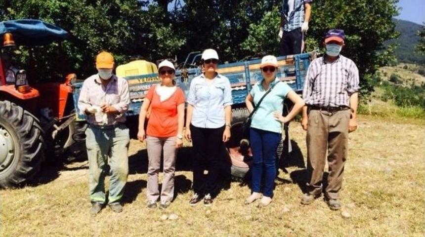 &Ccedil;aycuma&rsquo;da &Ccedil;ekirge&rsquo;ye Karşı İla&ccedil;lama &Ccedil;alışması Başladı