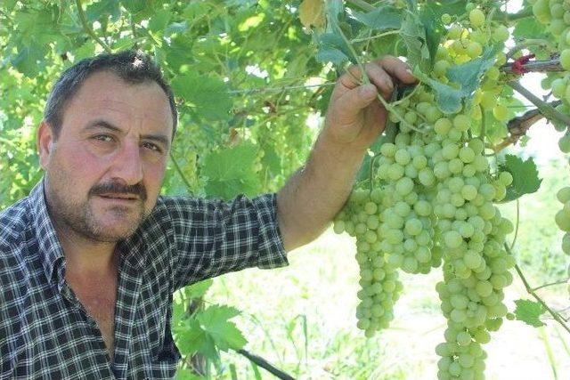 Alaşehir'de İlk Ürün Üzüm Hasat Edildi