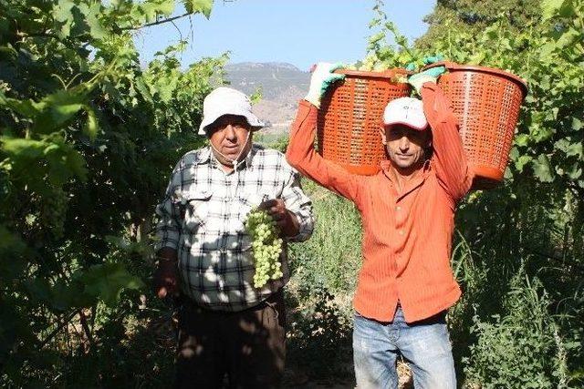 Alaşehir'de İlk Ürün Üzüm Hasat Edildi