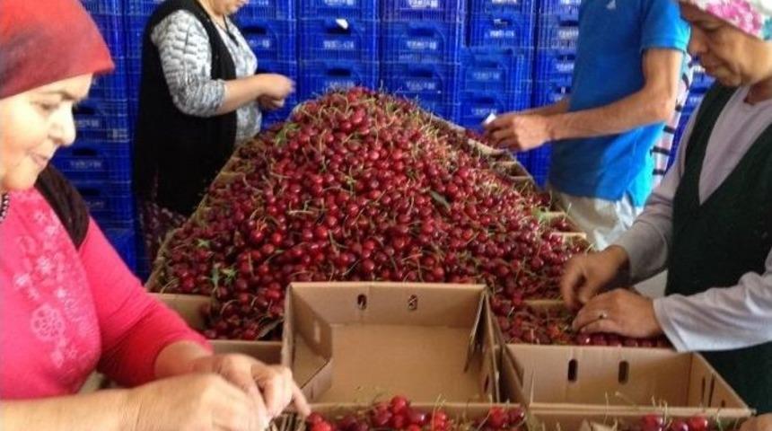 Pazarlar&rsquo;da Kiraz Sezonu Sona Erdi