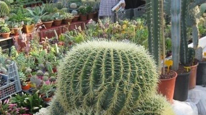 &Ouml;demiş S&uuml;s-bir Sergi Hazırlıklarını S&uuml;rd&uuml;r&uuml;yor