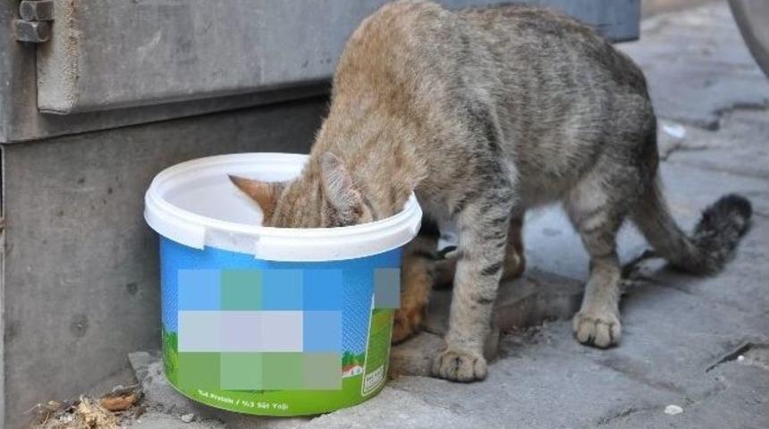 Tekirdağlı Vatandaşlar Sokak Hayvanlarını Unutmadı