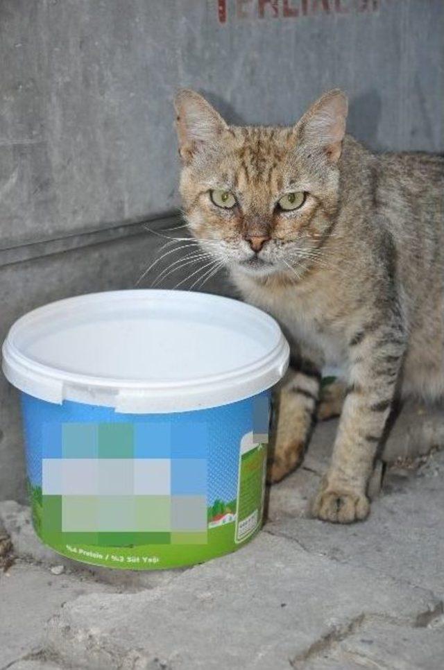 Tekirdağlı Vatandaşlar Sokak Hayvanlarını Unutmadı 1