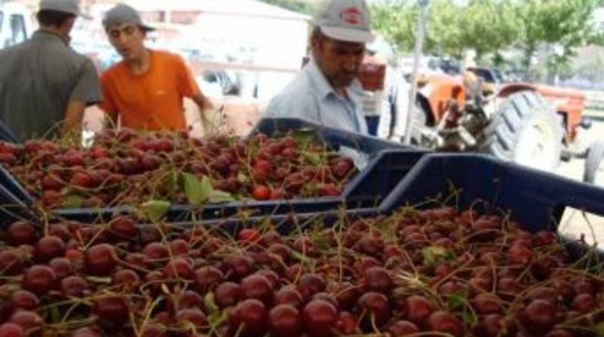 Vişne Sezonu Sancılı Başladı