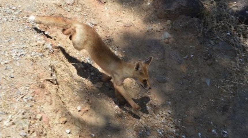 Tilkileri 'kurt K&ouml;peği' Diye Satmaya &Ccedil;alışmışlardı