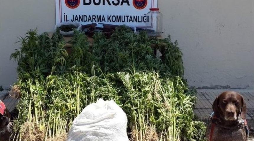Gemlik'te Uyuşturucu Operasyonu