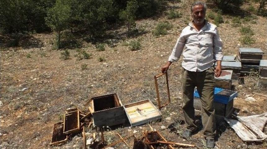 Koyulhisar&rsquo;da A&ccedil; Ayı Arı Kovanlarını Par&ccedil;aladı