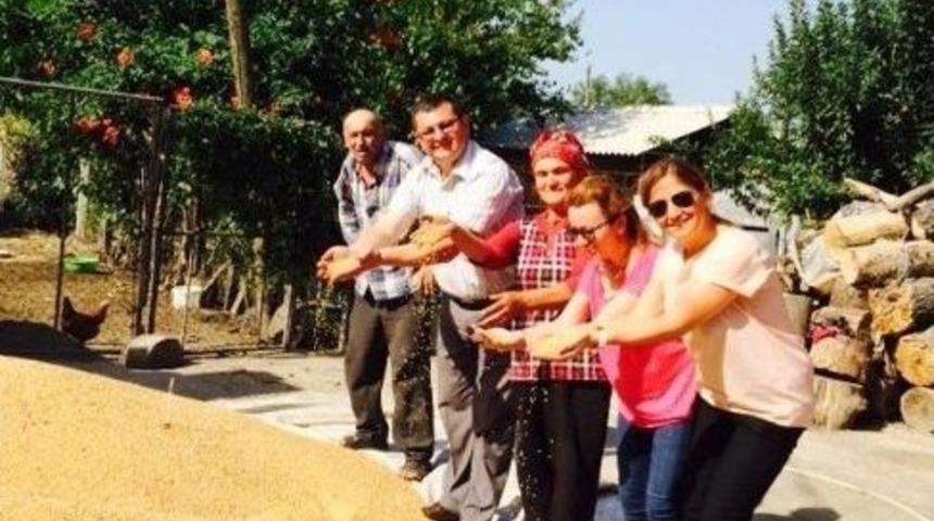&Ccedil;aycuma'da Buğday Hasadı Devam Ediyor